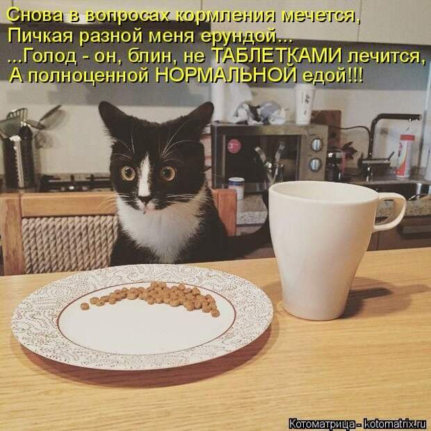 Лучшие котоматрицы недели