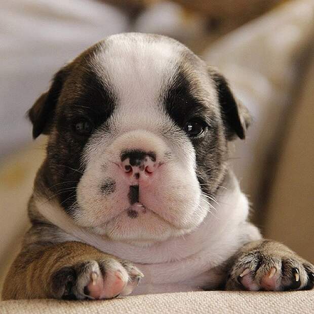 TiniestPuppies21 Мимимишность дня — 30 фото щенков, которые сделают ваш день счастливей