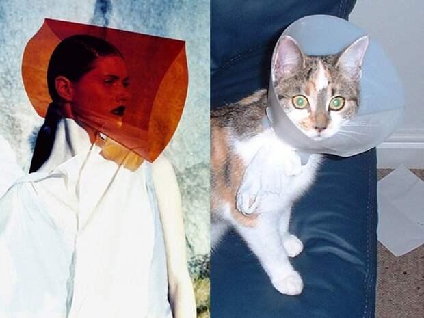 коты воссоздают фотографии, коты кошки фотографии моделей, коты повторяют фото моделей