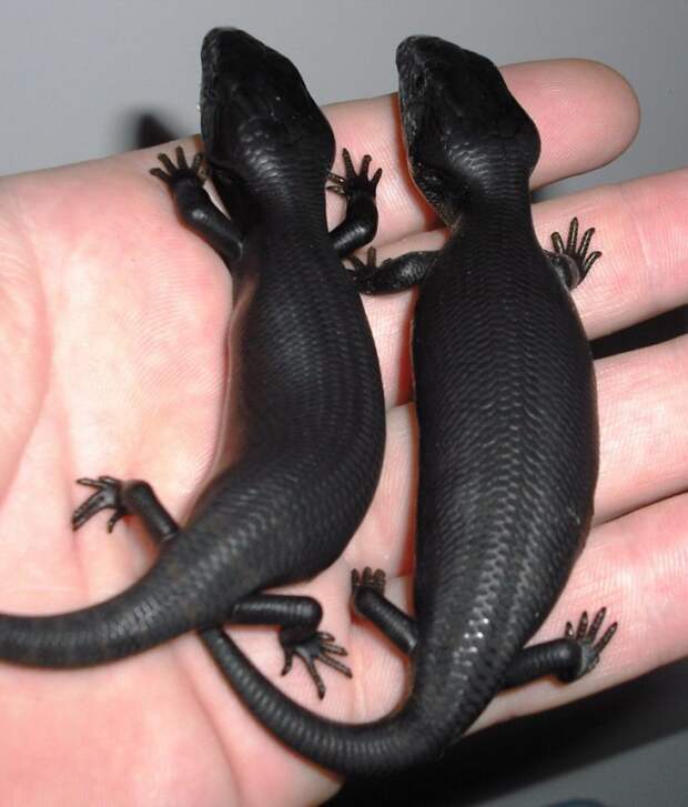 20 животных, которых вы никогда не видели чёрными