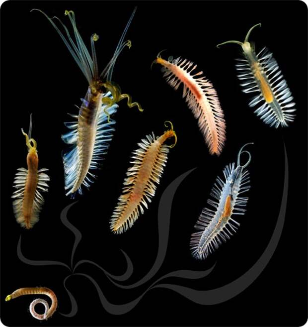 Черви бомбисты Swima bombiviridis