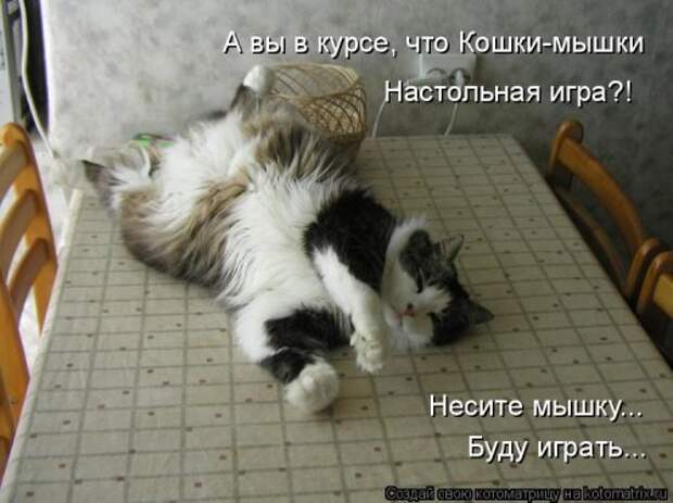 Свежая котоматрица для хорошего настроения (31 фото)