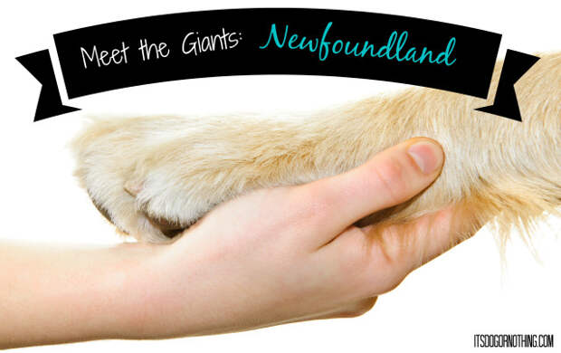 This week on Meet the Giants - the Newfoundland! Check back weekly for information about other giant breeds!