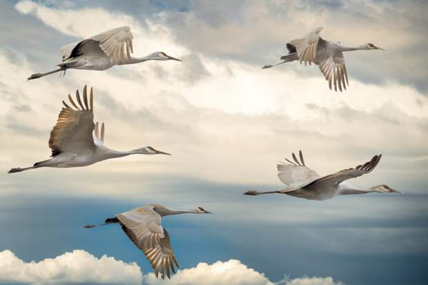Почему перелетные птицы летают клиньями?
