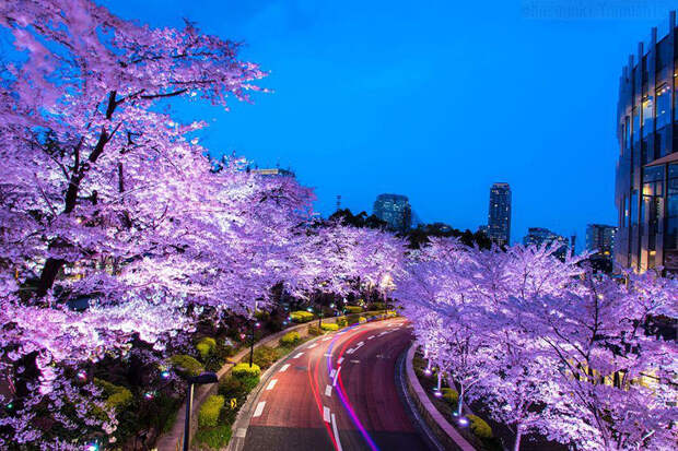 spring-japan-cherry-blossoms-national-geographics-9