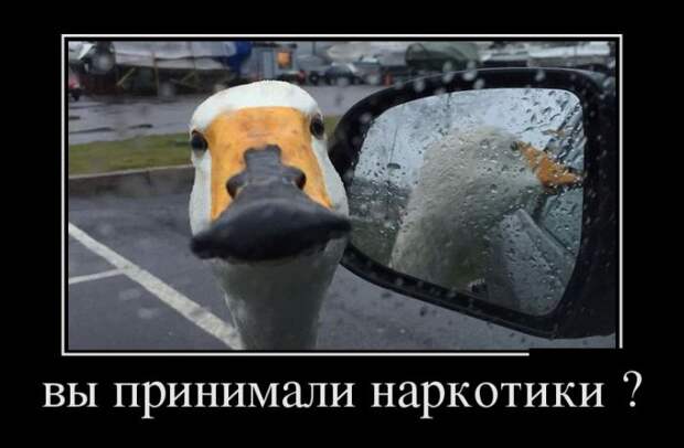 Подборка пятничных демотиваторов демотиваторы, юмор