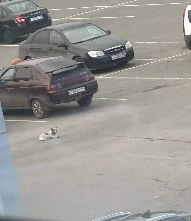 На Паллете в Макеевке. Целый день ходит собачка, она в ошейнике, ждет хозяина