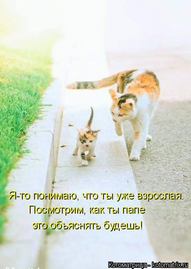 Новая котоматрица на Бугаге (32 фото)