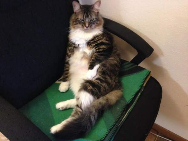 коты модели