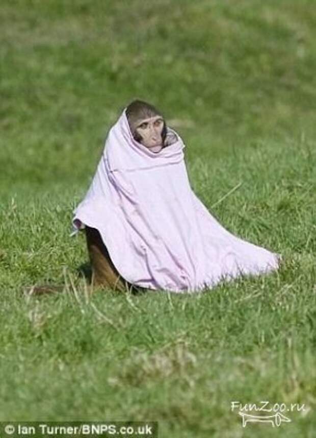 Добыча обезьян