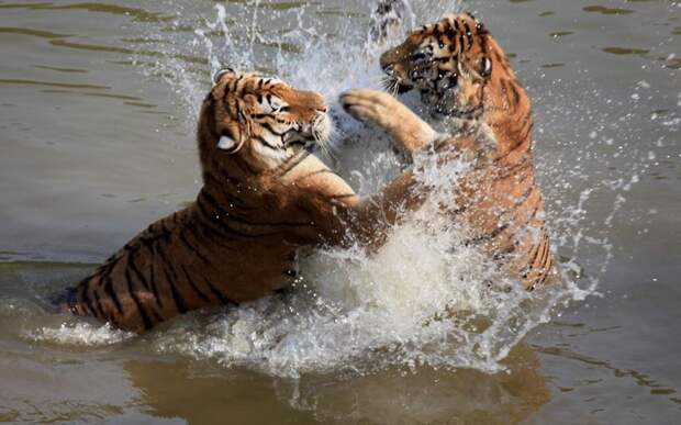 Животные в фотографиях: 11-17 июня 2012 (26 фото)