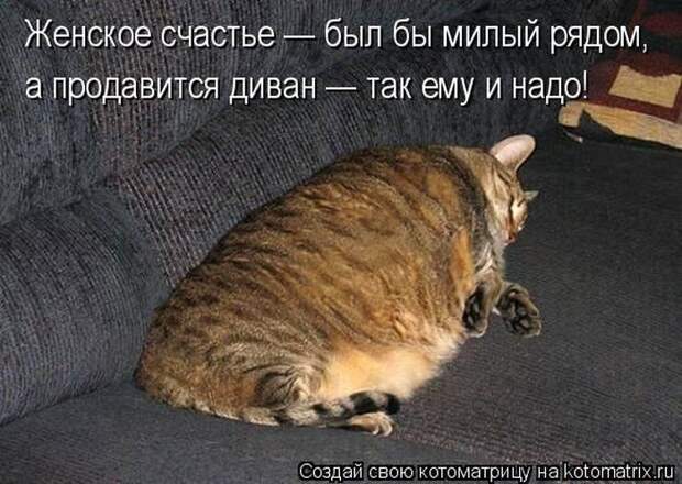 Лучшие котоматрицы недели  