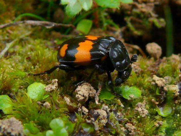 Жуки-могильщики (лат. Nicrophorus) (англ. Sexton Beetle)