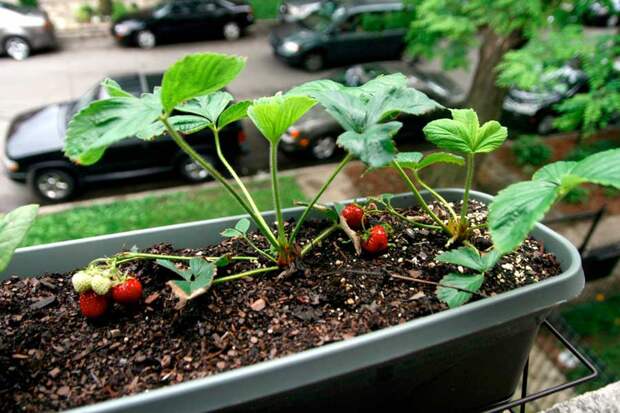 Как выращивать овощи на своем подоконнике