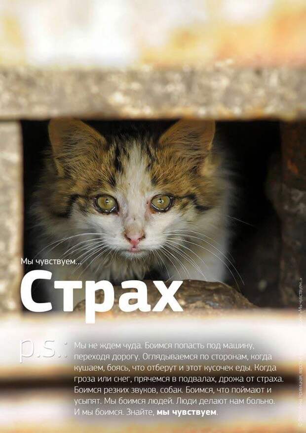 Мы чувствуем, душераздирающий проект о бездомных животных