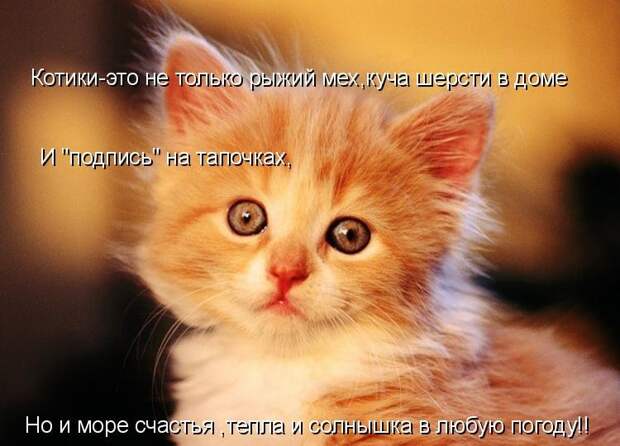 Котоматрица (81 фото)