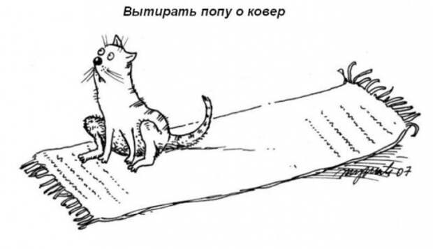 Обязанности кота по дому!
