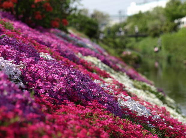 Холм Shibazakura цветение флоксов 12 (700x521, 118Kb)