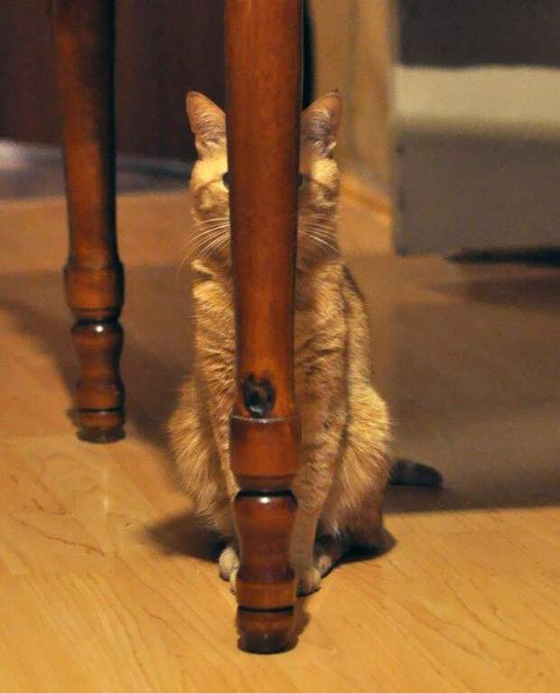 ниндзя кот 