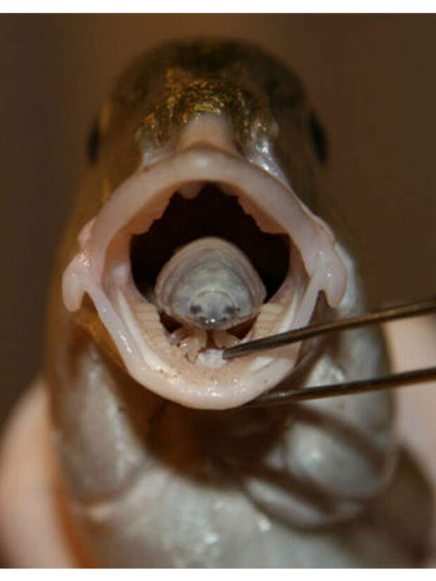 5. Мокрица Cymothoa exigua проникает в рыбу через жабры и прикрепляется к основанию языка мир, природа, факт