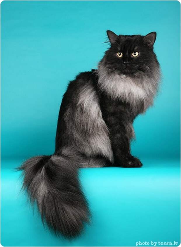 Сибирская кошка, фото сибирской кошки
