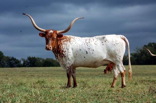 Странные, редкие и необычные породы коров