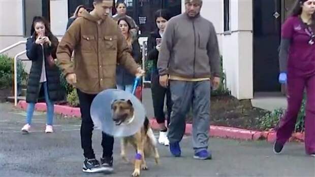 rex-dog-shot-burglars-today-180226-tease_45426b1af0d0e89efe677d3e5105ed10.fit-560w