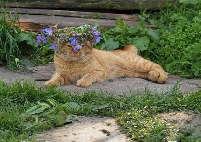 35 обалденных котов, которые умеют правильно отдыхать