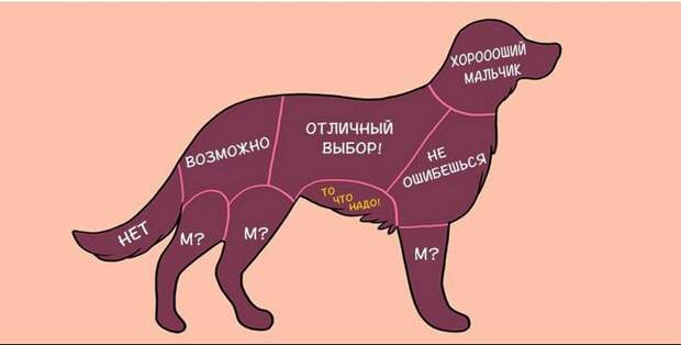 kak-nuzhno-gladit-zhivotnyx_1_1