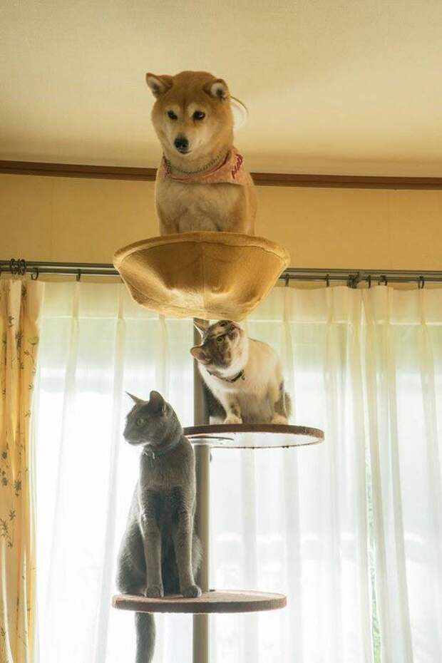 коши которым нужны выходные, кошки устали, кошки ждут выходных