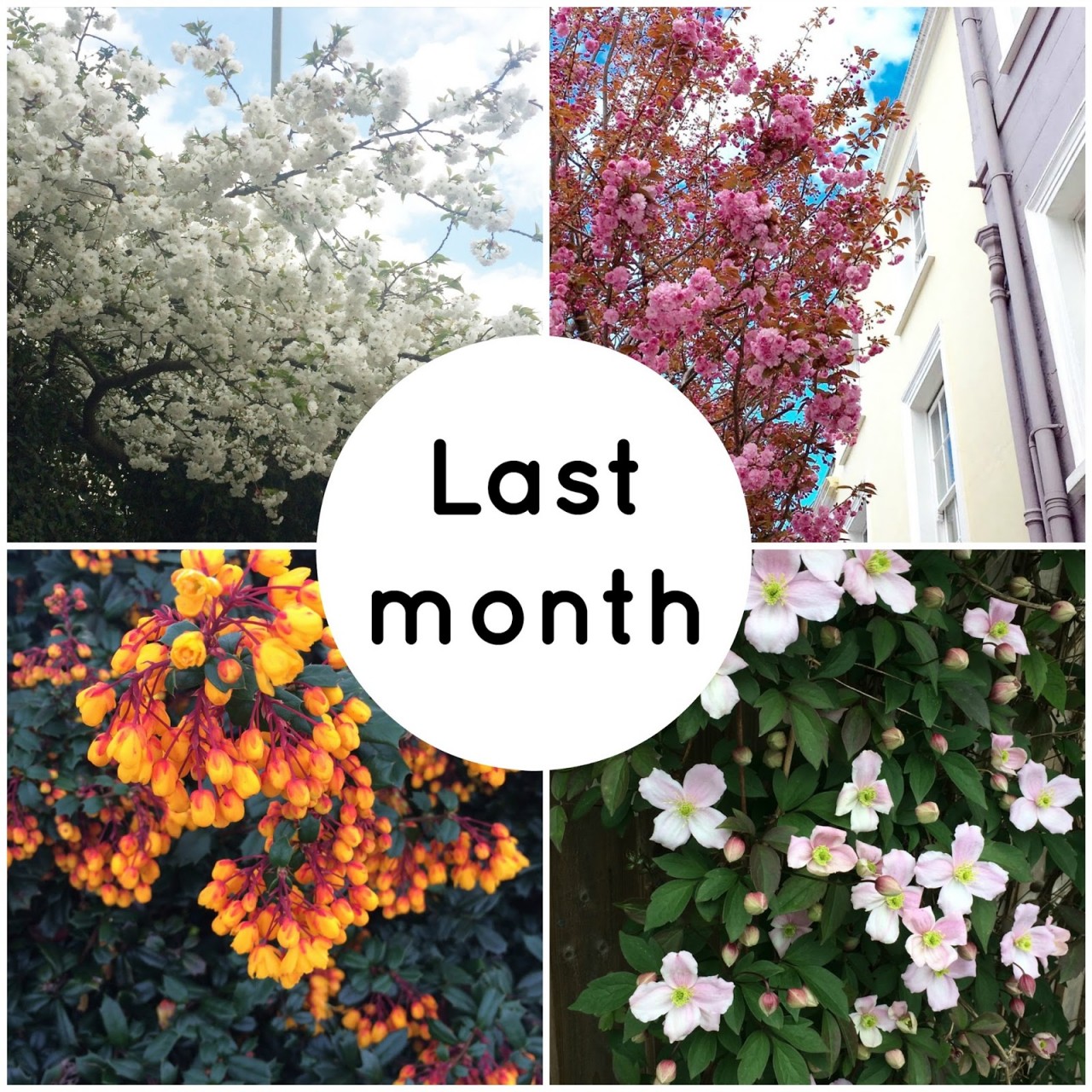 Spring blooms 