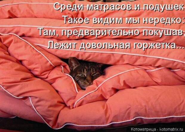 Котоматрица на Бугаге (30 фото)