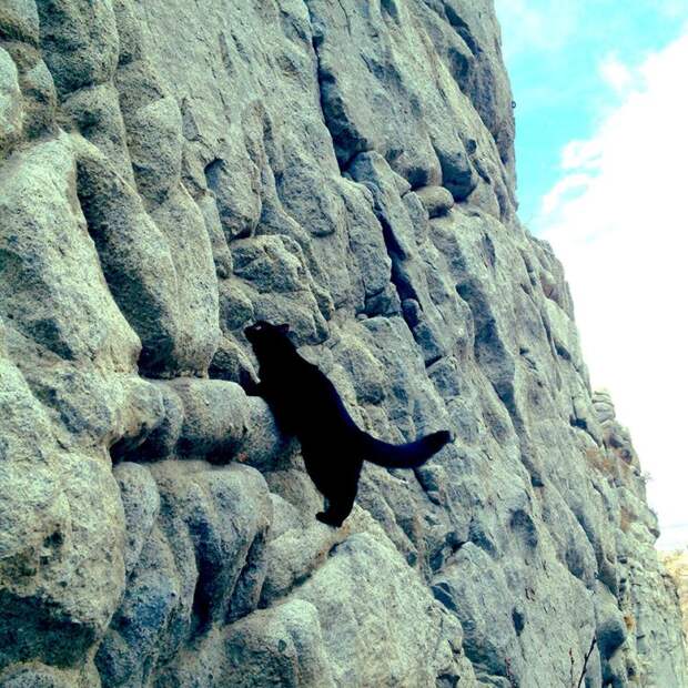 кошка скалолаз (9)