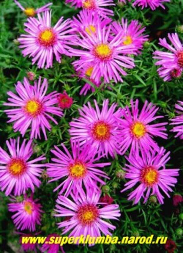 АСТРА КУСТАРНИКОВАЯ "Шпатрозе" (Aster dumosus "Spatrose" ) цветы крупным планом, диаметр цветка 3-4см , ЦЕНА 130 руб