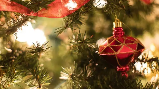 Названы регионы России, где наиболее часто покупают искусственные ели