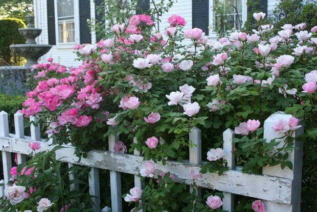 4497432_rosesingardenfence2 (640x430, 130Kb)