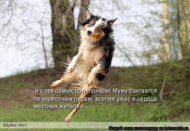 Котоматрица 26