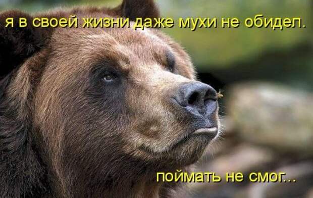 Котоматрица 12
