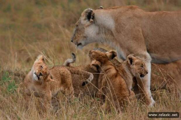 funny_animals_022