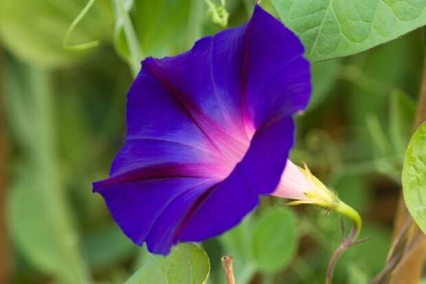 В глубине трубки ипомеи пурпурной только лишь белый и пурпурный. © gardenersworld  📷 