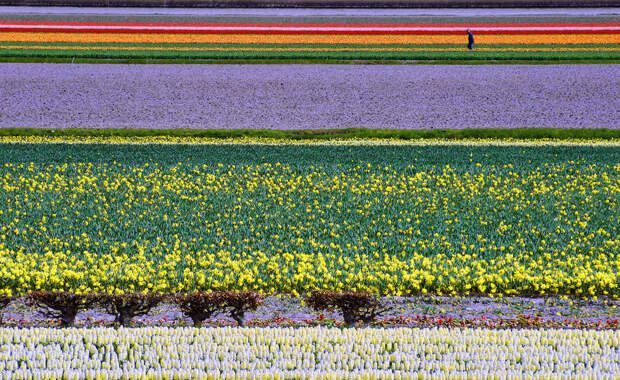 Нидерланды. Цветочные плантации. (Peter Femto)