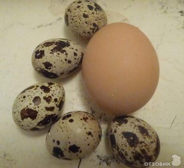 Одно куриное сколько перепелиных. Яйцо перепелиное. Перепелиное яйцо и куриное яйцо. Перепелиные яйца или куриные. Одно перепелиное яйцо.