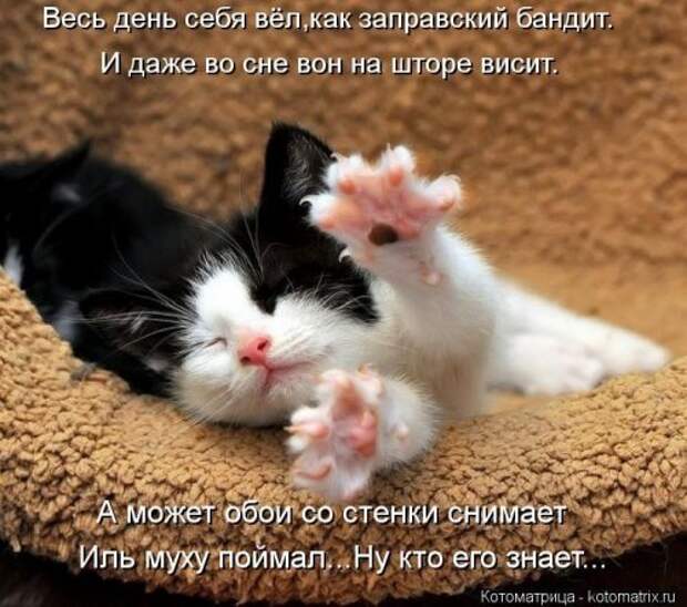 Лучшие котоматрицы недели (29 фото)