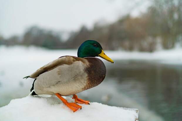 Зубастые утки появились в Петербурге