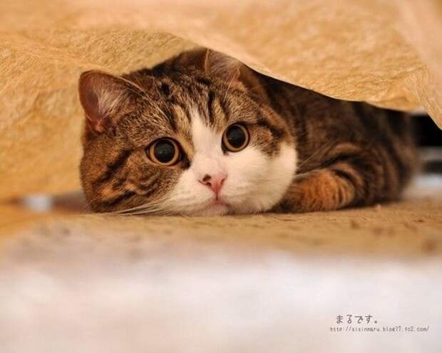 Знаменитый любитель коробок 