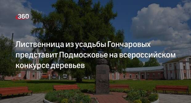 Лиственница из усадьбы Гончаровых представит Подмосковье на всероссийском конкурсе деревьев
