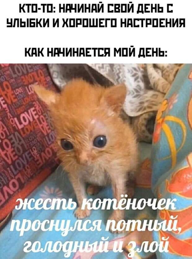 Смешные картинки вечер 18 августа 2021