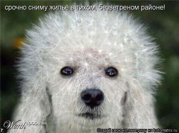 Котоматрица Котоматрица