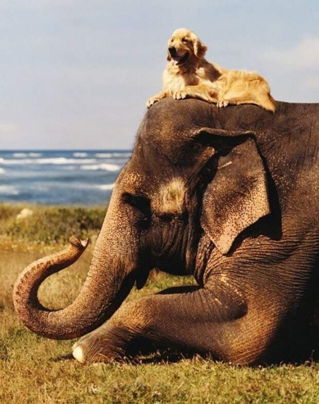 Странные и невероятные примеры дружбы животных дружба, животные