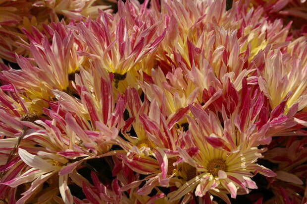 Хризантема садовая сорт Незнакомка